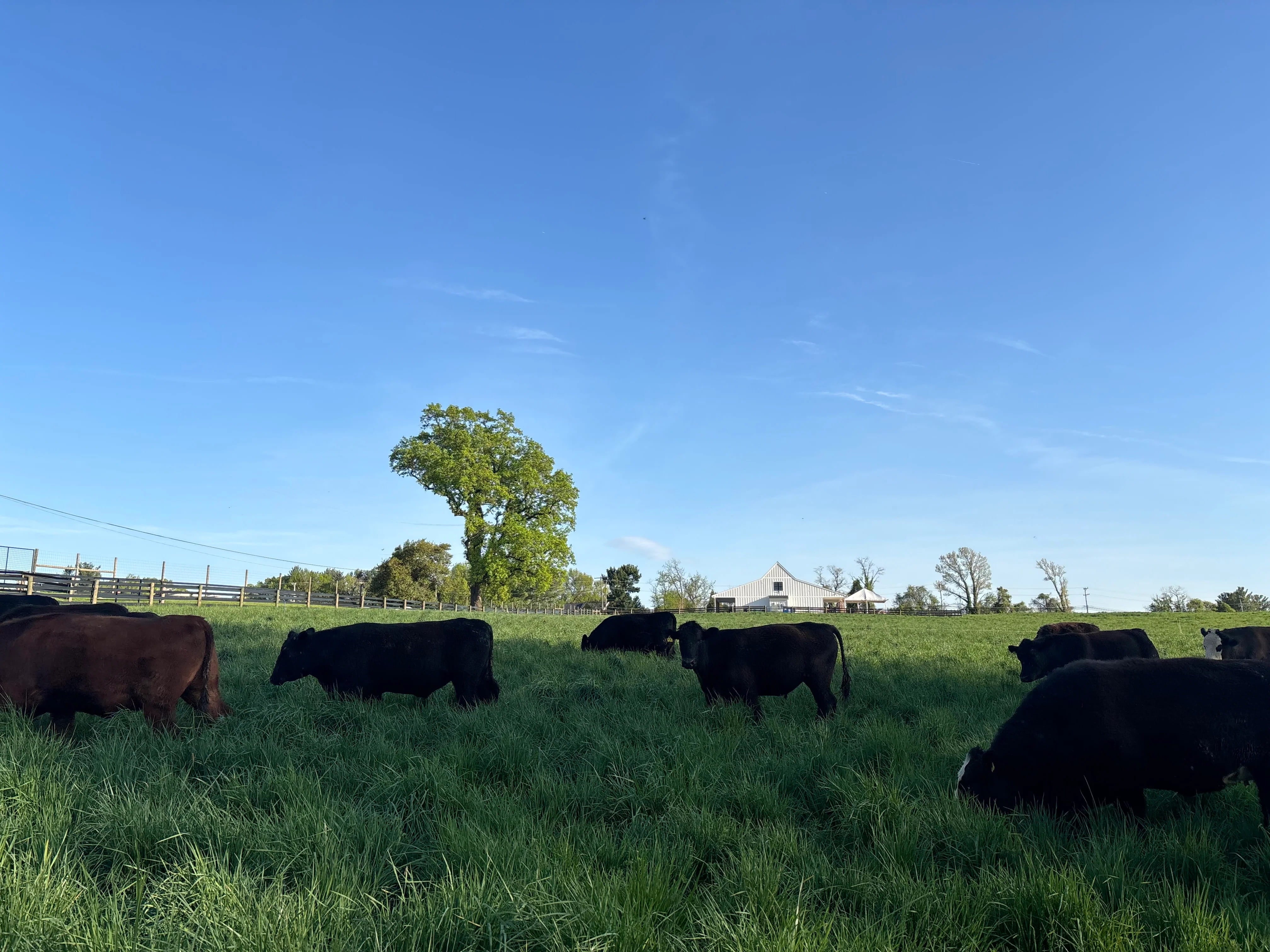 What Is Regenerative Farming? A Beginner’s Guide