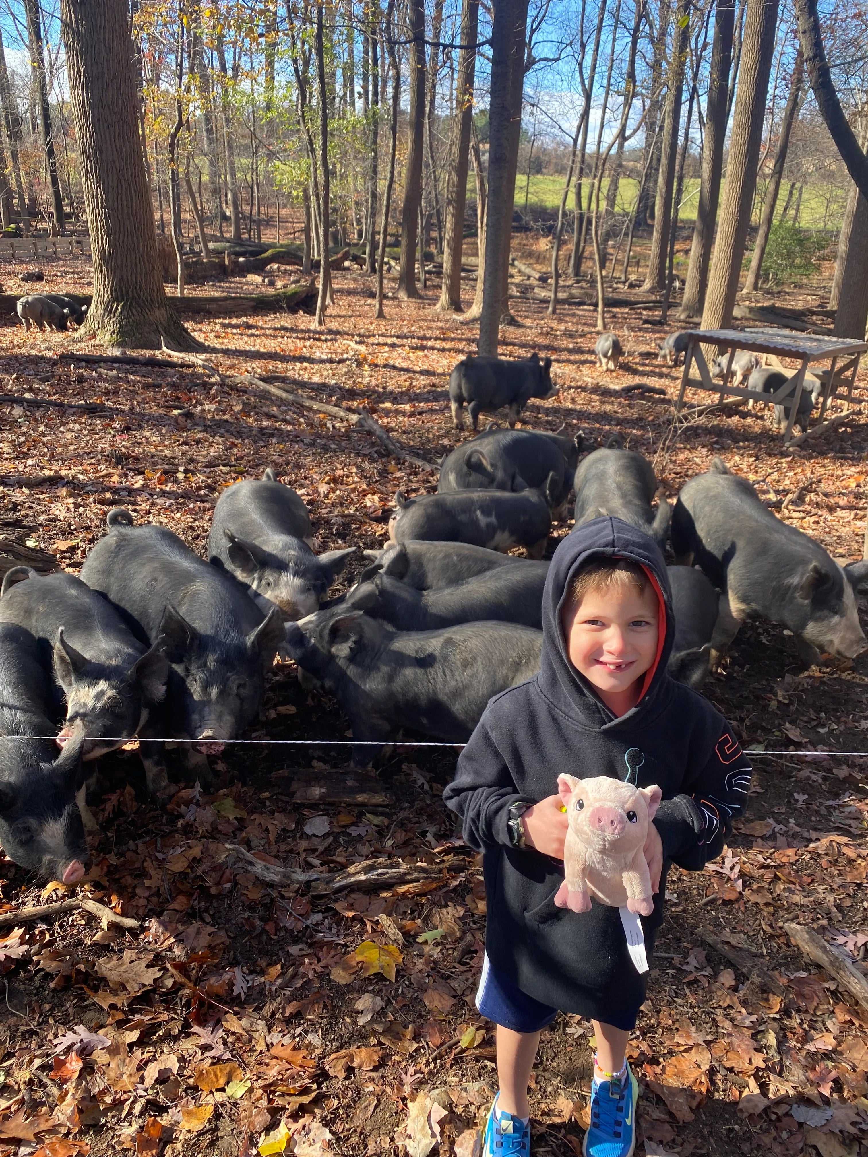 Will holding a small toy pig standing in front of Hidden Waters Farm pigs